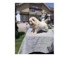 Chow chow cau cau stenad - Fotografija 1/5
