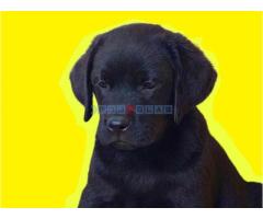 Labrador štenci, žuti i crni, povoljno - Fotografija 2/5