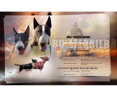 Standard Bull Terrier  stenci na prodaju, - Fotografija 1/5