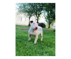 Standard Bull Terrier  stenci na prodaju, - Fotografija 3/5