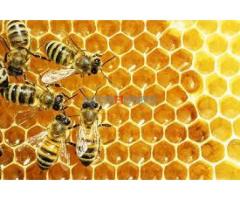 Pčelinja društva,matice,rojevi,matičnjak,perga