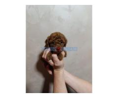 Prelepa Toy Pudla - Fotografija 2/5