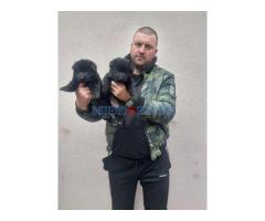 Crni i standardni štenci nemačkog ovčara - Fotografija 1/6