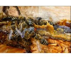 Prodajem propolis rastvor - Fotografija 1/3