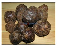 Prodajem propolis rastvor - Fotografija 2/3