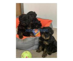 Toy Pudle Black & Tan Pedigree - Fotografija 2/5