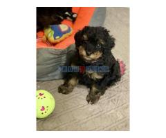 Toy Pudle Black & Tan Pedigree - Fotografija 3/5