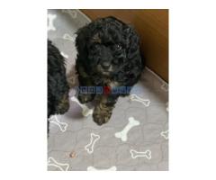 Toy Pudle Black & Tan Pedigree - Fotografija 4/5