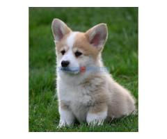 Velški korgi/Welsh Corgi Pembroke