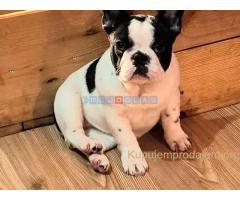 Francuski Buldog PRELEPI štenci