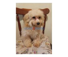 MALTIPOO - Fotografija 2/4