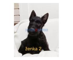Škotski terijer štenci - Fotografija 5/6