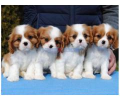 Dostupni štenci Cavalier King Charles spanijela