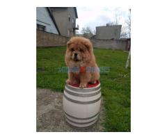 Na prodaju stene Chow Chow prelepog izgleda