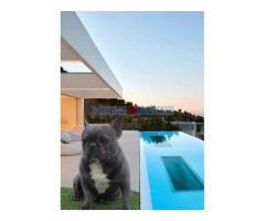 Parenje Blue Micro Extreme Gorilla  French Buldog Kinez 