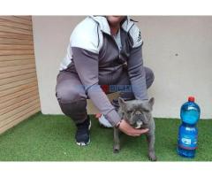 Parenje Blue Micro Extreme Gorilla  French Buldog Kinez 