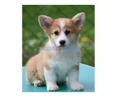 Velški korgi/Welsh Corgi Pembroke
