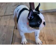 Francuski Buldog PRELEPO štene