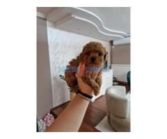 TOY crvene pudle