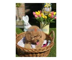 Aprikot toy PUDLA stene,