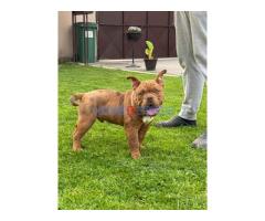 American bully micro size (exotic) stenci