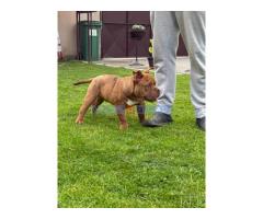 American bully micro size (exotic) stenci