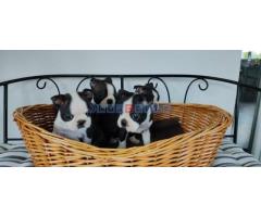 Boston terrier stenci