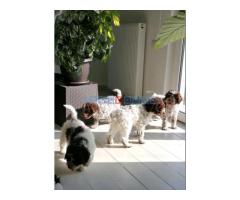 Dostupno novo leglo LAGOTTO ROMANJOLO