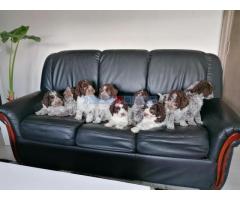 Dostupno novo leglo LAGOTTO ROMANJOLO - Fotografija 4/6