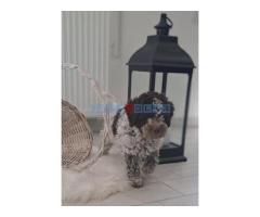 Dostupno novo leglo LAGOTTO ROMANJOLO - Fotografija 5/6