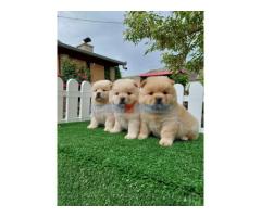 Cau cau Chow chow stenad najlepsi pokon