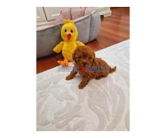 TOY PUDLE