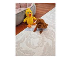 TOY PUDLE