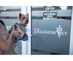 Dezurni veterinar Novi Sad 00-24h - Fotografija 1/2