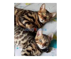 MMaestro_bengal macici