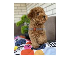 Toy Pudle na prodaju - Fotografija 4/6