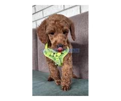 Toy Pudle na prodaju - Fotografija 6/6