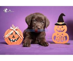 Štenci Labrador retrivera na prodaju!