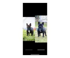 Dve ženke francuskog buldoga - Fotografija 6/6