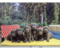 Izuzetna čokoladna štenad Labrador retrivera