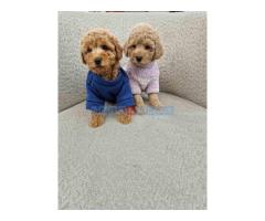 Pudle toy bata i seka,