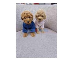 Pudle toy bata i seka,