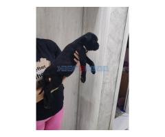 Na prodaju stenad Cane Corso,