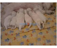 Na prodaju stenci mesanci maltezera i patuljastog spica