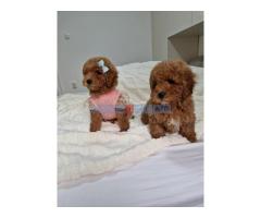 Preslatke crvene pudle, spremne za preuzimanje.