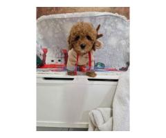 Crvene toy pudle spremne za preuzimanje