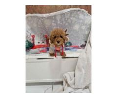 Crvene toy pudle spremne za preuzimanje