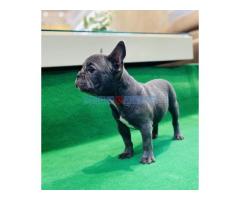 Zensko stene francuskog buldoga