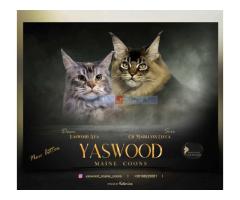 Maine Coon macici vrhunskog porekla