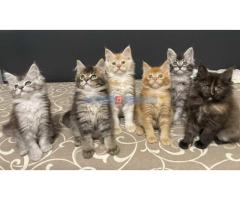 Maine Coon macici vrhunskog porekla